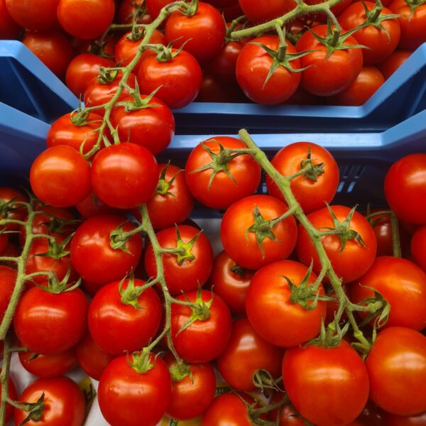 Cherry tomaat medium