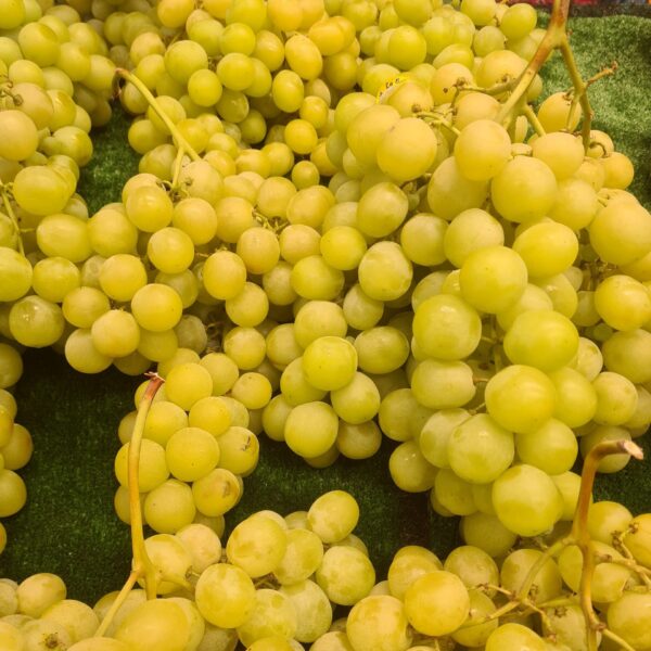Witte muscat druiven